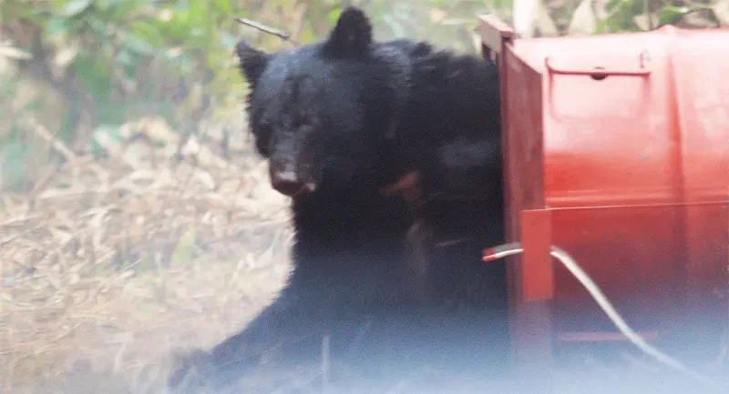 データの蓄積から見えて来たツキノワグマの正しい姿 〜 本州