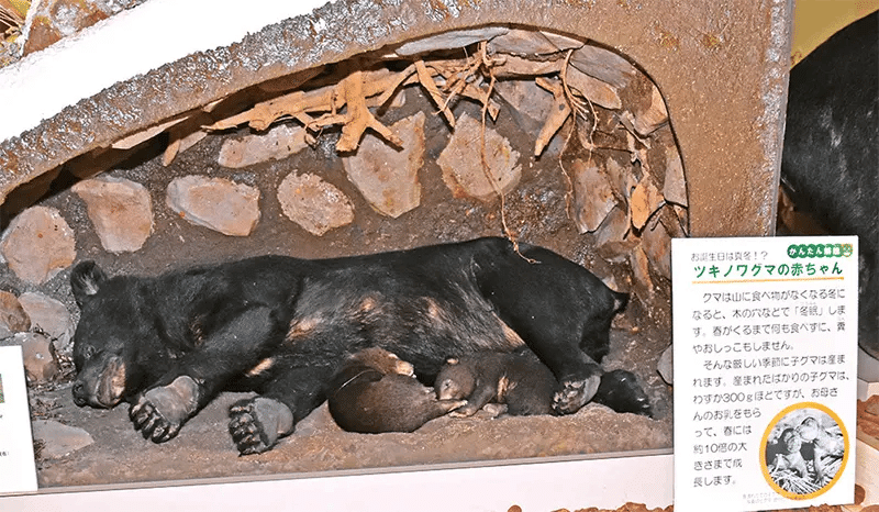 データの蓄積から見えて来たツキノワグマの正しい姿 〜 本州