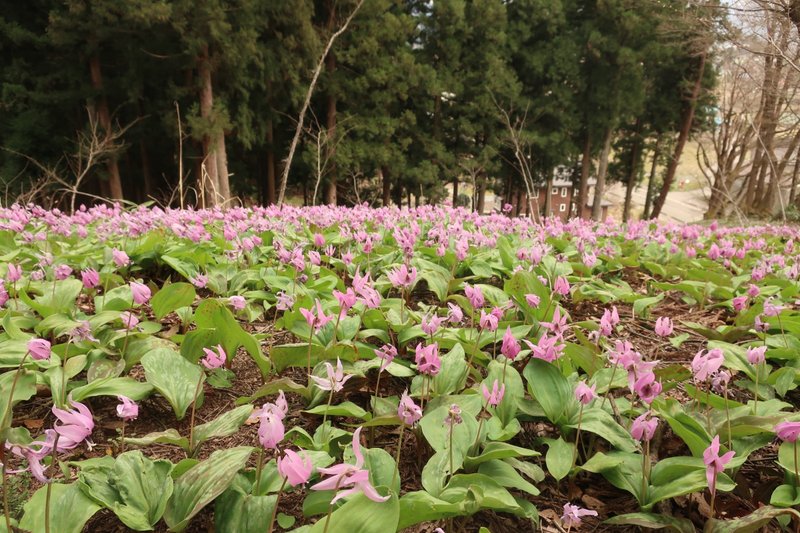 カタクリの花