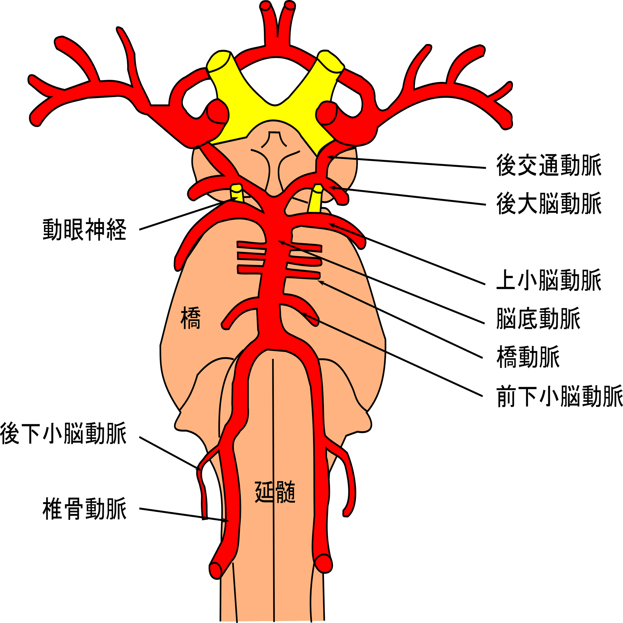 脳動脈 ＃2-11 椎骨動脈と脳底動脈｜脳卒中リハビリテーション看護認定