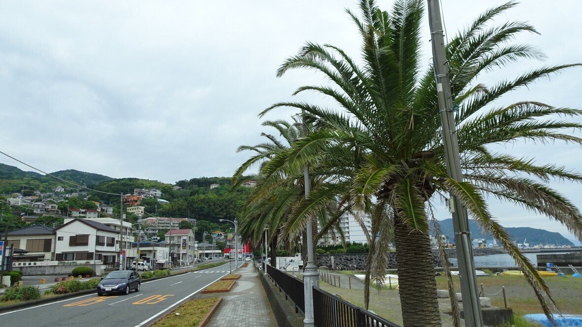 サニーパームさん 0406 