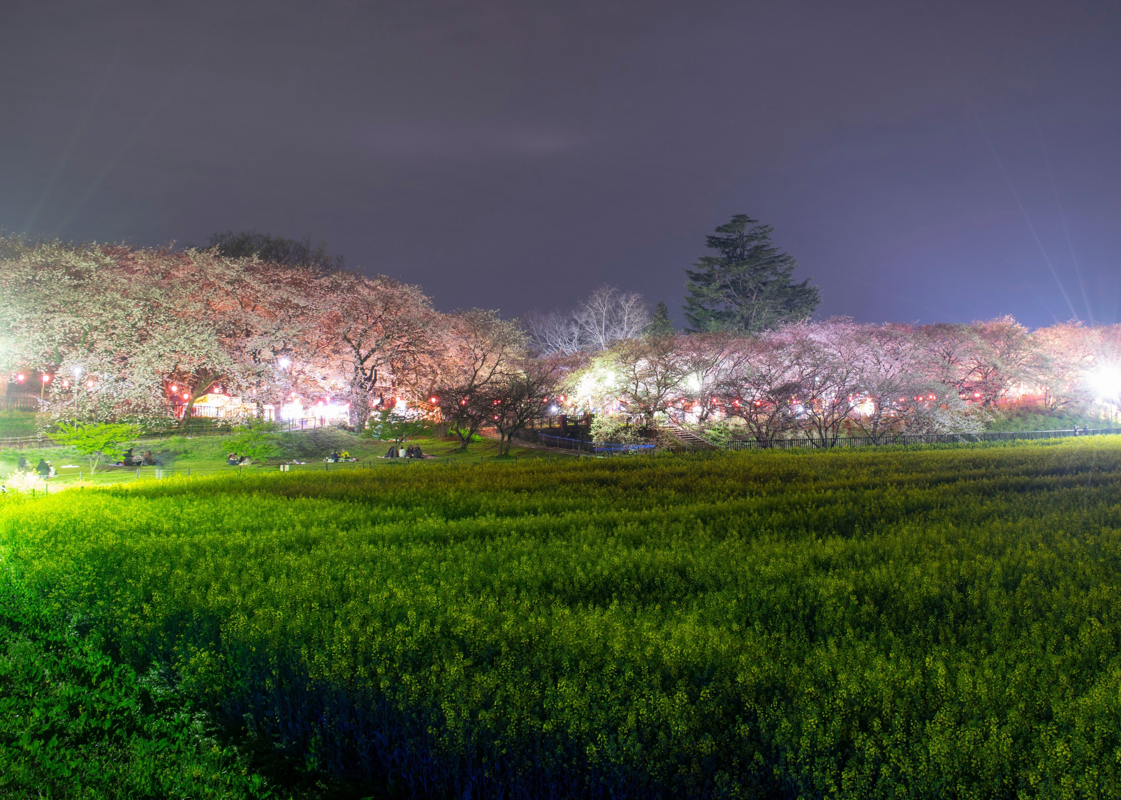 桜と菜の花が美しい権現堂で夜桜見物 「幸手桜まつり2024