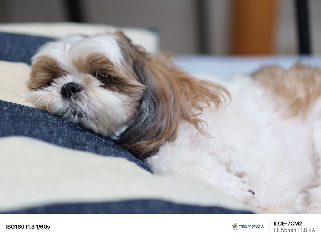 PhotoLog #144】神レンズとペット SONY α7CII / Sonnar T* FE 55mm F1