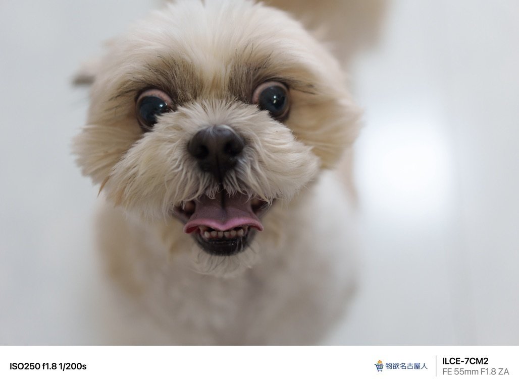 PhotoLog #144】神レンズとペット SONY α7CII / Sonnar T* FE 55mm F1