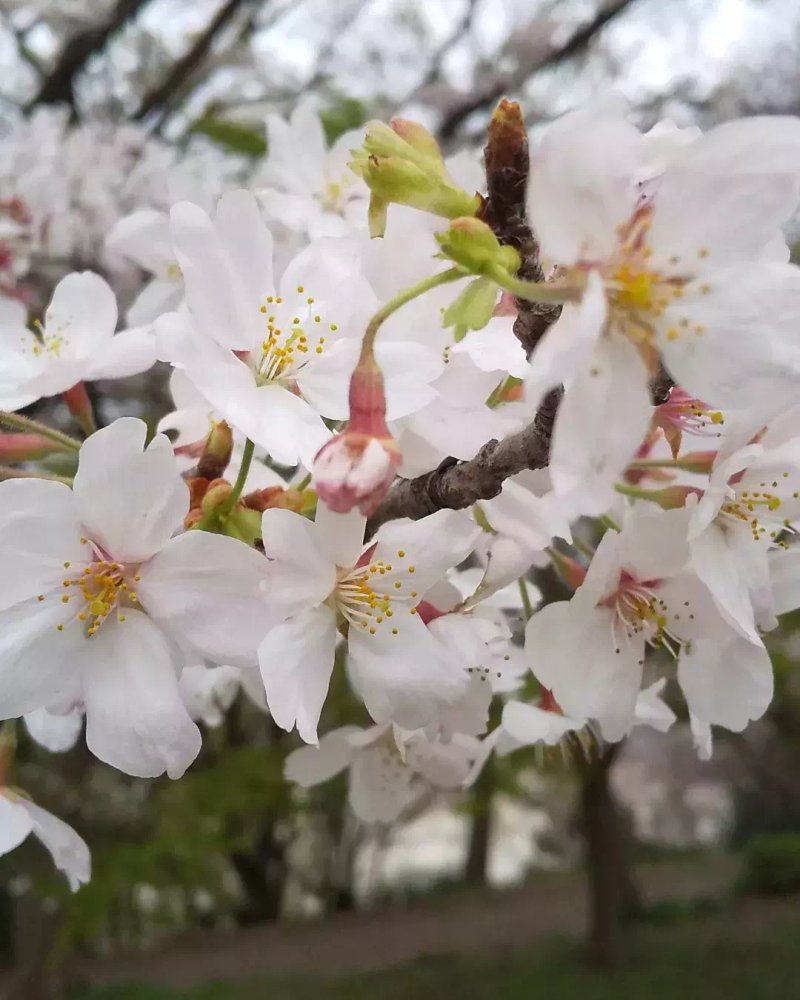 桜はきれいですよ😆