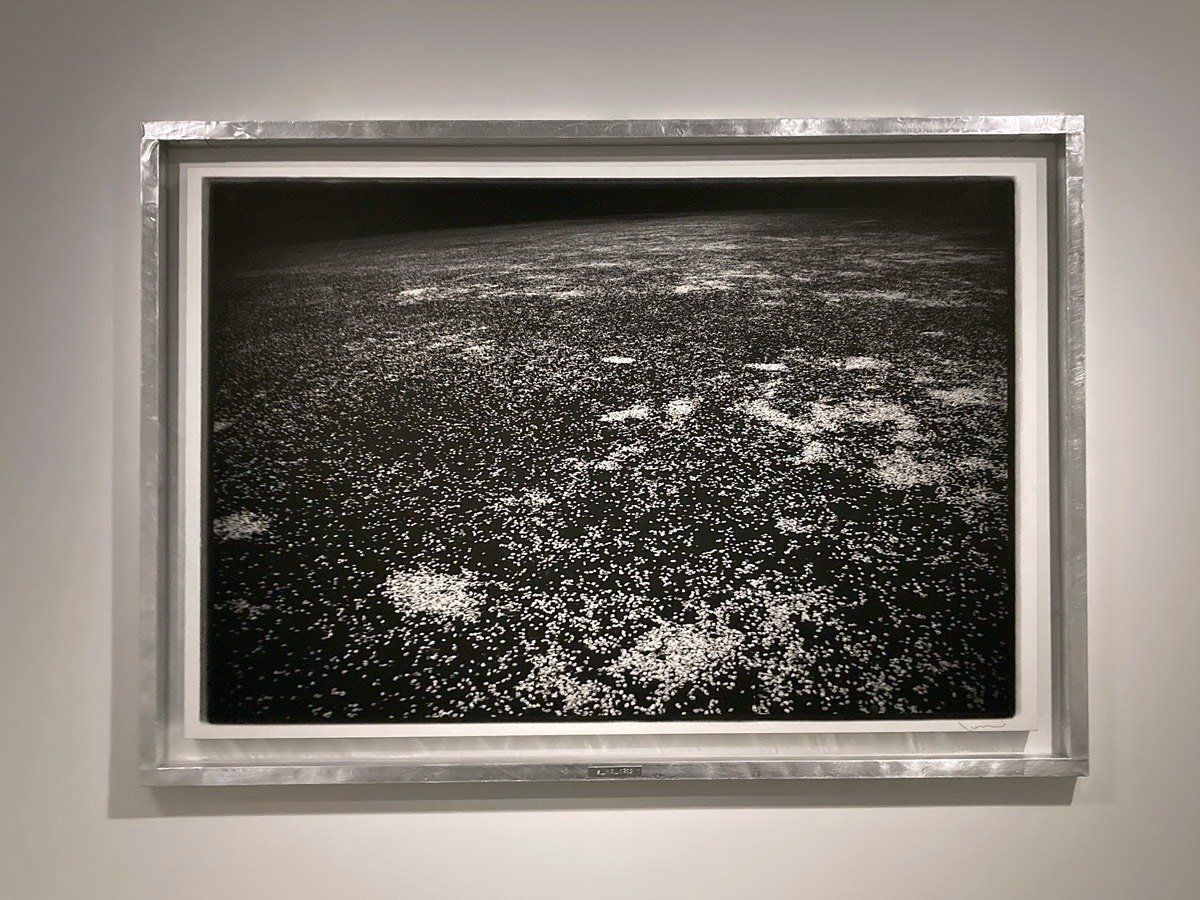 高木由利子写真展「chaoscosmos vol.2 -sakura-」 「無秩序の自然現象