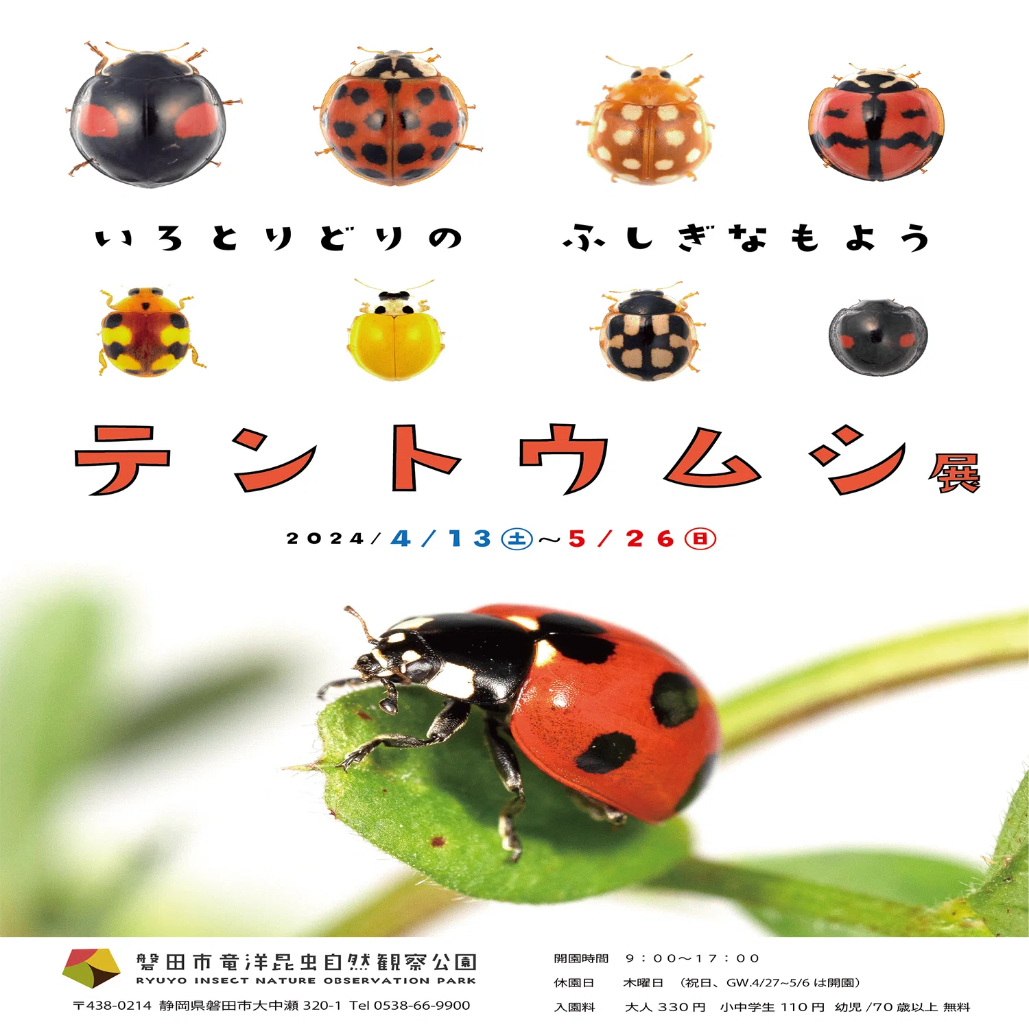 2024年、春の企画展「テントウムシ展」のお知らせ｜竜洋昆虫自然観察公園