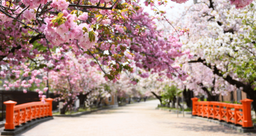 【桜宮】 季節の便り②【桜：大阪 桜の宮公園】｜Hiro／AIに取り組む66歳