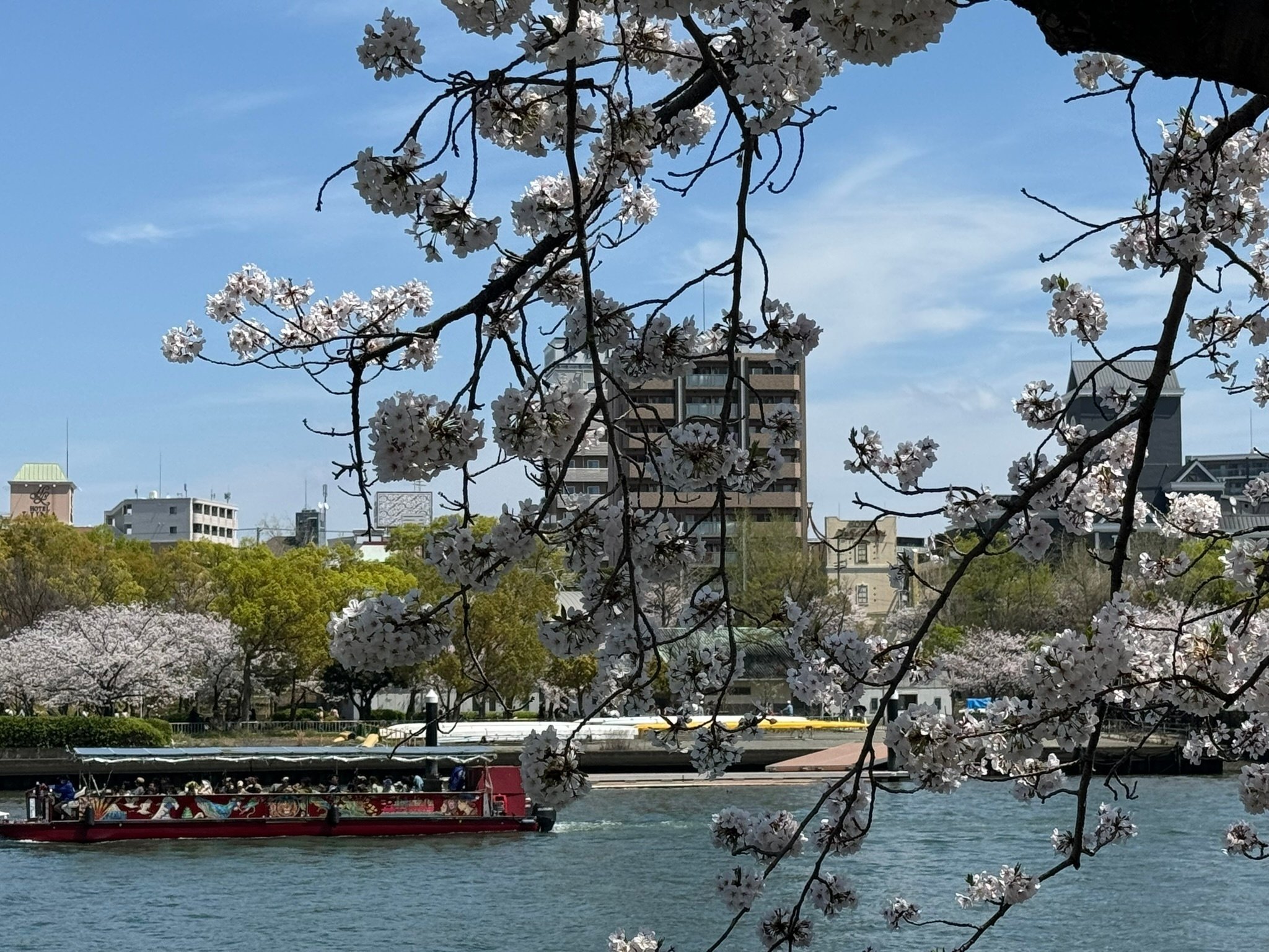 【桜宮】 季節の便り②【桜：大阪 桜の宮公園】｜Hiro／AIに取り組む66歳
