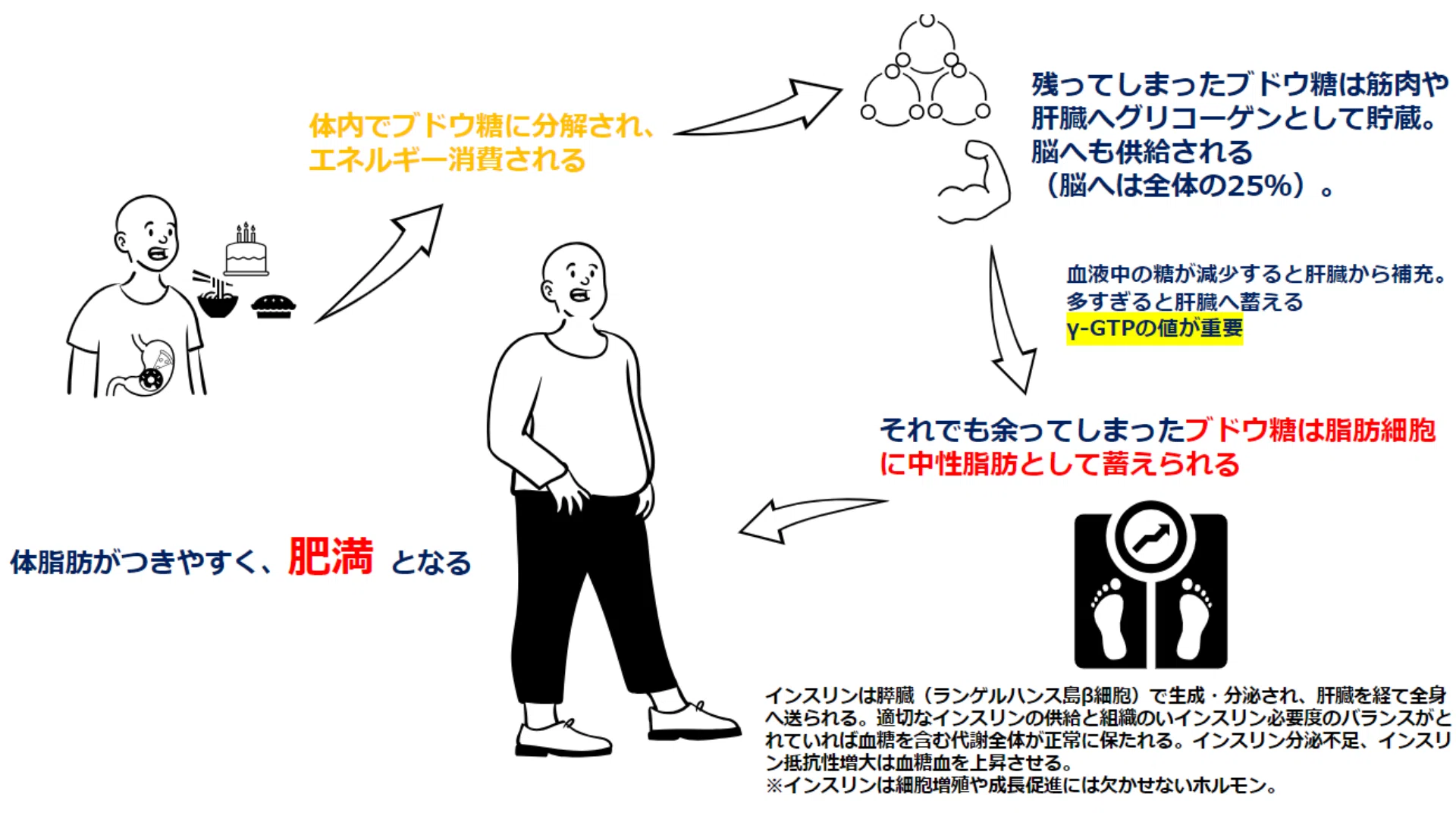 エネルギー消費、代謝は上がる？｜亀田京橋スポーツ医科学センター公式note