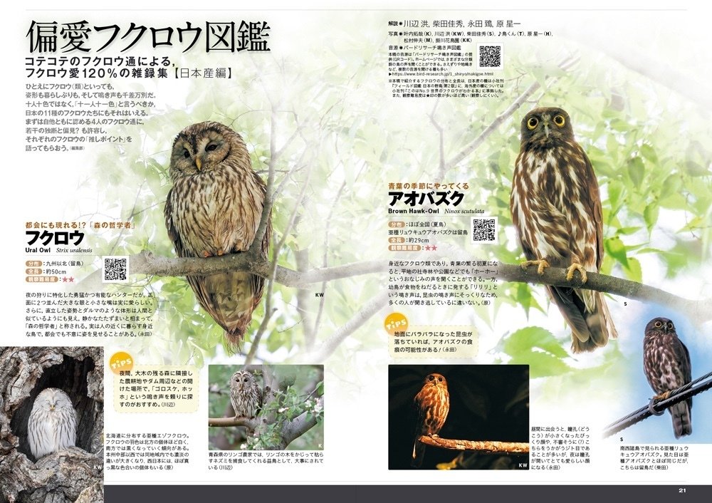 BIRDER5月号の見どころ｜ブンイチ（文一総合出版）