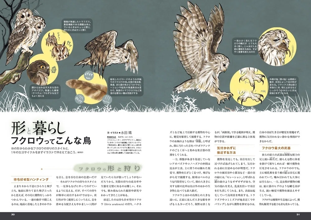 BIRDER5月号の見どころ｜ブンイチ（文一総合出版）