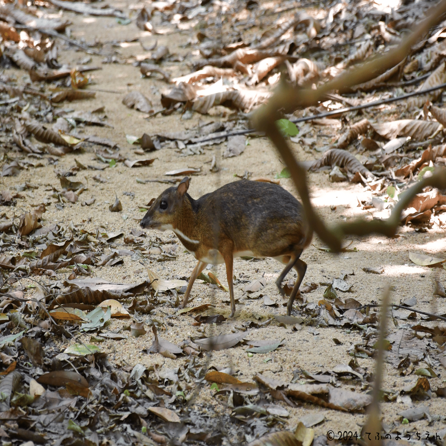 虫活報告（4/7）＠珍しい動物がいっぱい？チェスナット自然公園｜てふ