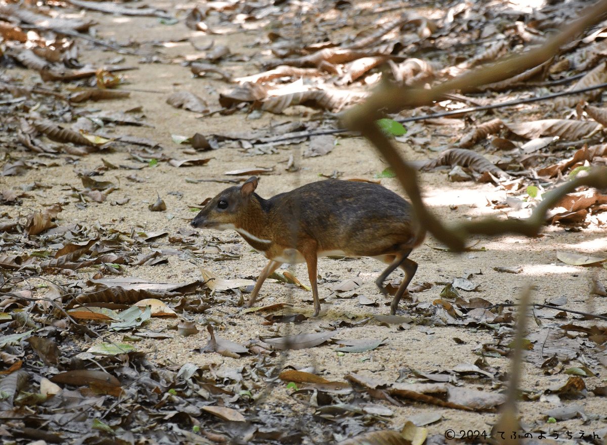 虫活報告（4/7）＠珍しい動物がいっぱい？チェスナット自然公園｜てふ