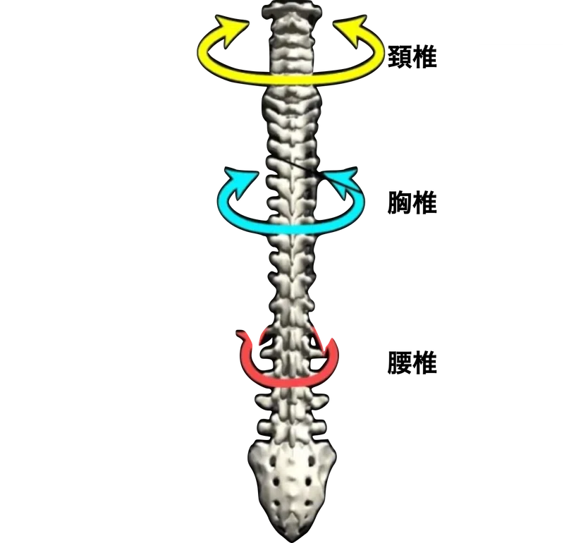 Sports Biomechanics Geek #6 〜下肢や体幹の回旋運動は自然な運動？〜｜SPORTS SENSINGスポーツ科学研究室