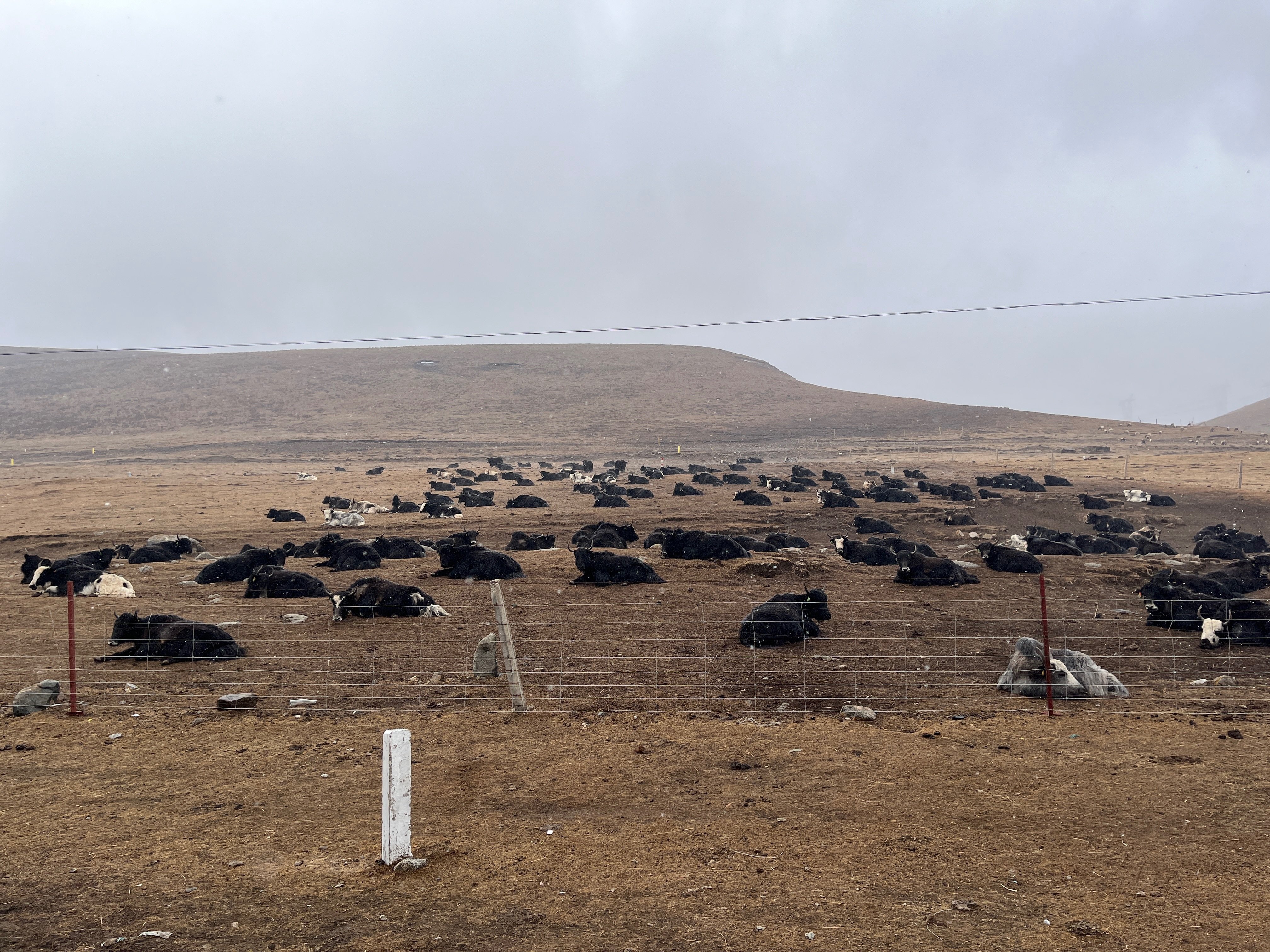 🇨🇳#7 デスゲームスタートの青海・日月山4877mへの道（青海Part1