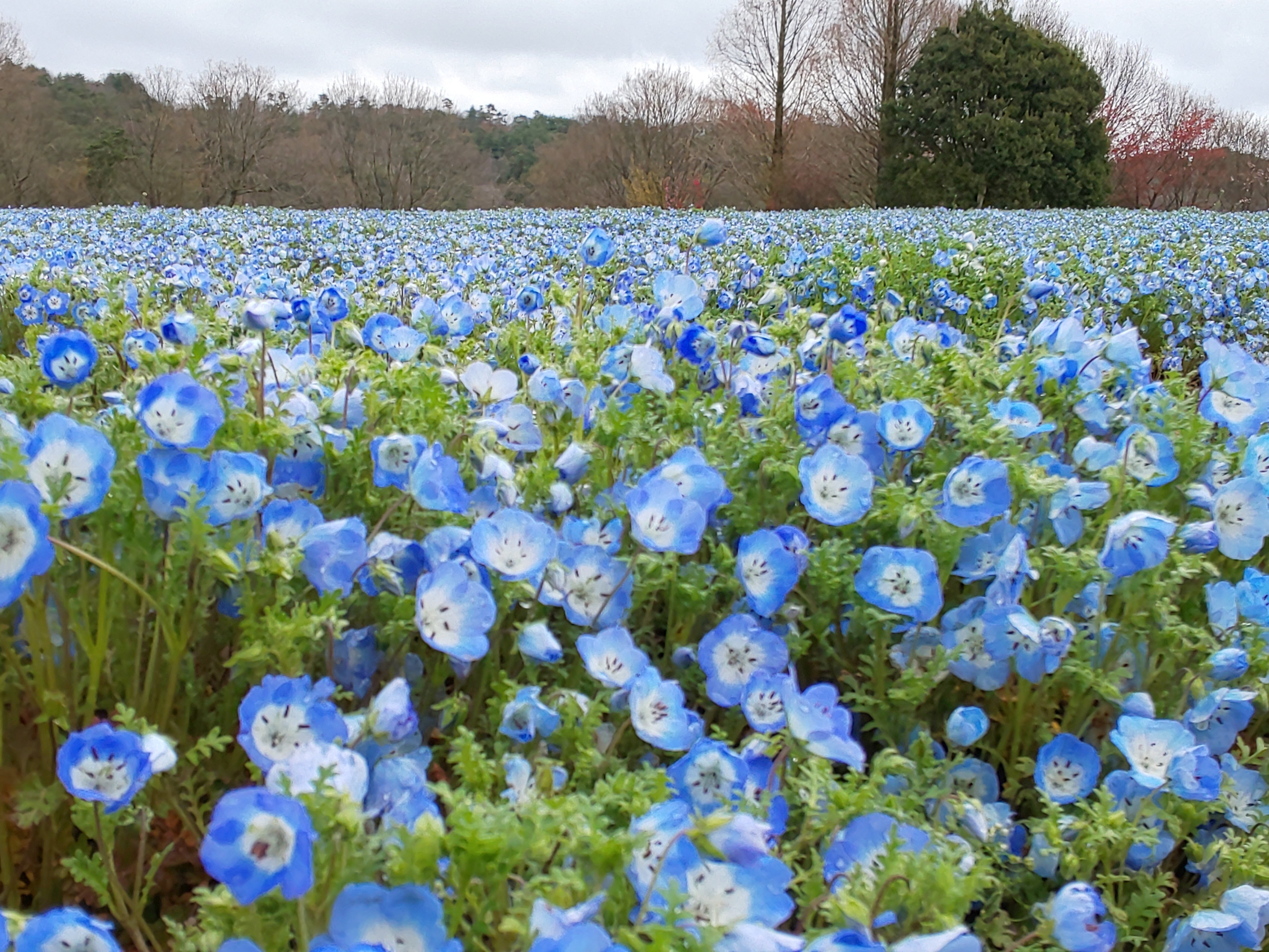 しだれ桜とネモフィラ｜あずさ