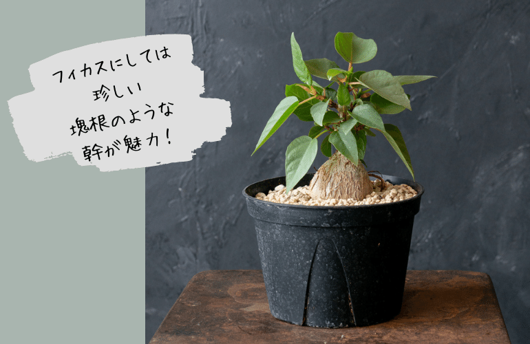 フィカス　パルメリー　塊根 塊根みたいでかわいい観葉植物、フィカス パルメリー｜tocolier