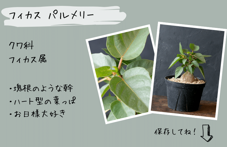 塊根みたいでかわいい観葉植物、フィカス パルメリー｜tocolier