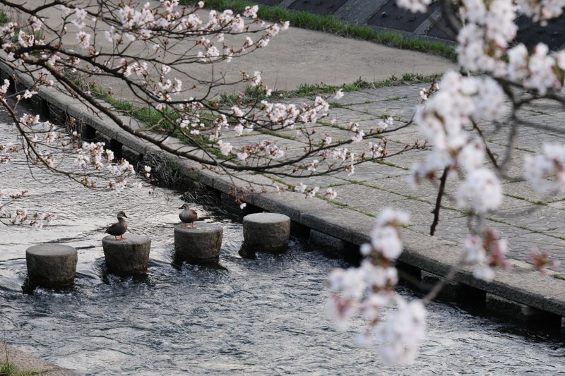 桜が咲きました。鴨が飛び石を渡っているようです。