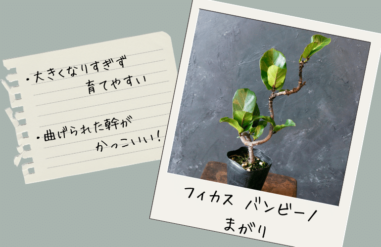 大きくなりすぎず、曲がりの幹も魅力、フィカス バンビーノ