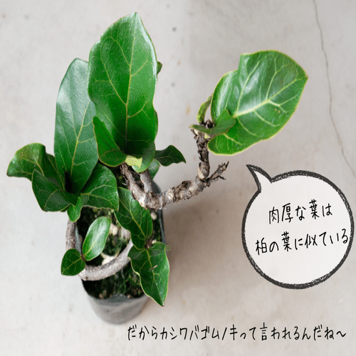 大きくなりすぎず、曲がりの幹も魅力、フィカス バンビーノ｜tocolier