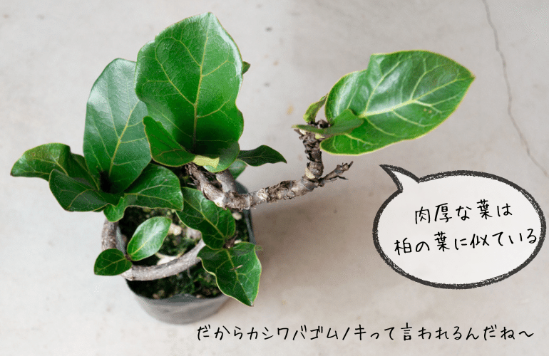 カシワバゴムノキ　バンビーノ　曲がり　大型　フィカス 楽天市場】カシワバゴムノキフィカス・リラータ)バンビーノ