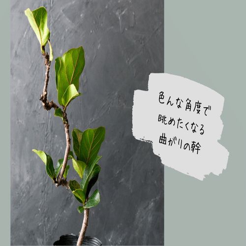 大きくなりすぎず、曲がりの幹も魅力、フィカス バンビーノ｜tocolier