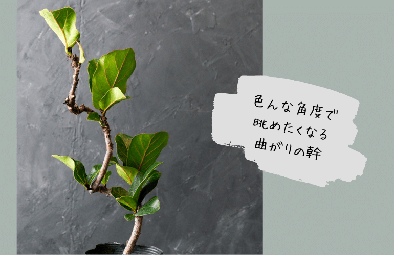 大きくなりすぎず、曲がりの幹も魅力、フィカス バンビーノ｜tocolier