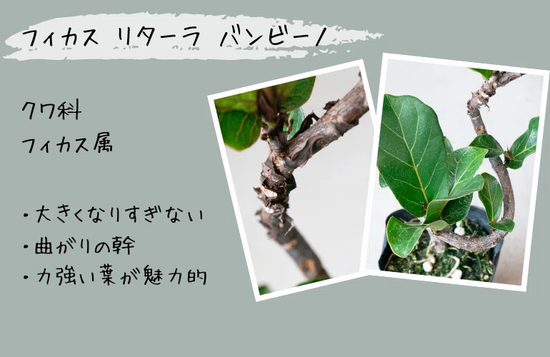 大きくなりすぎず、曲がりの幹も魅力、フィカス バンビーノ｜tocolier