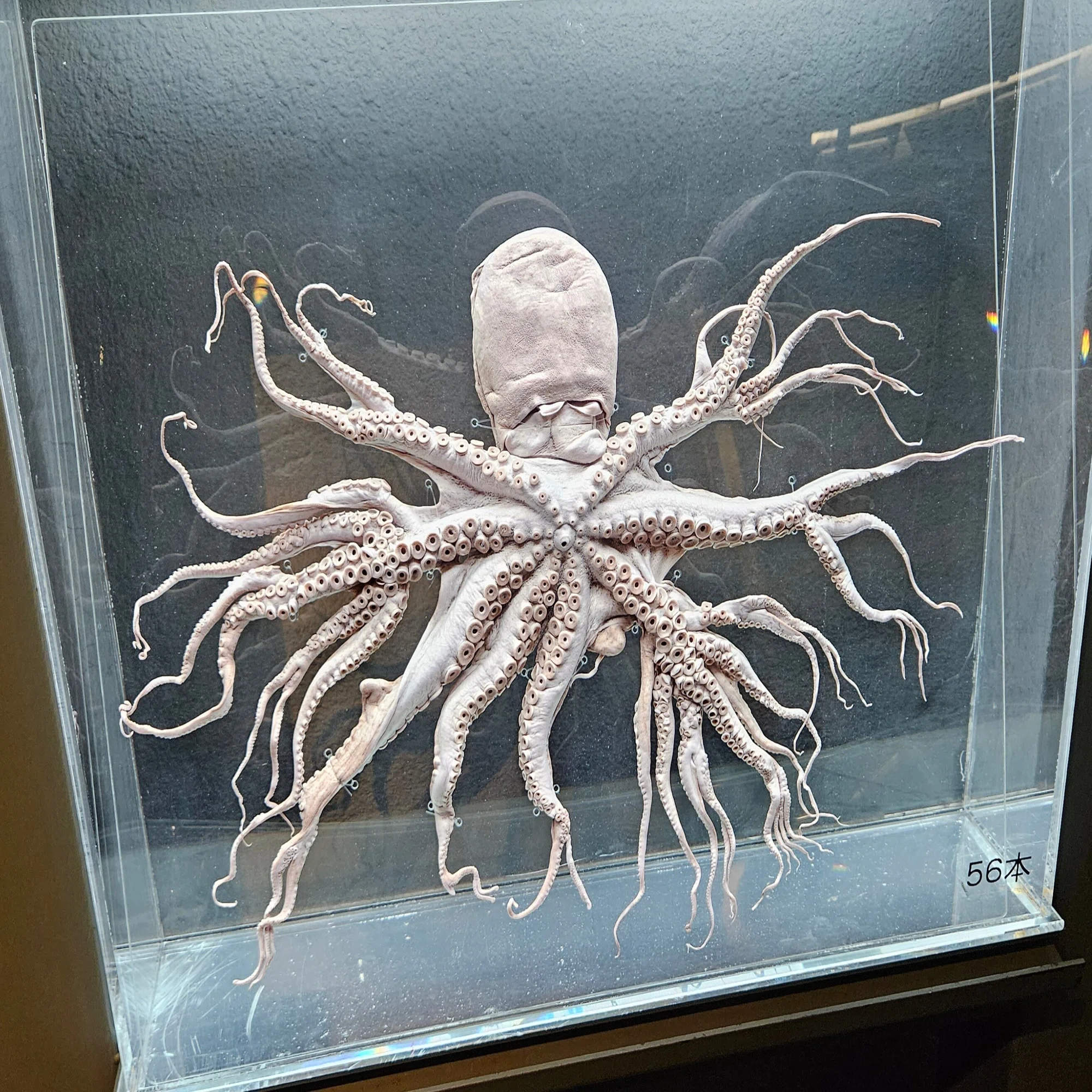 頭 足 類