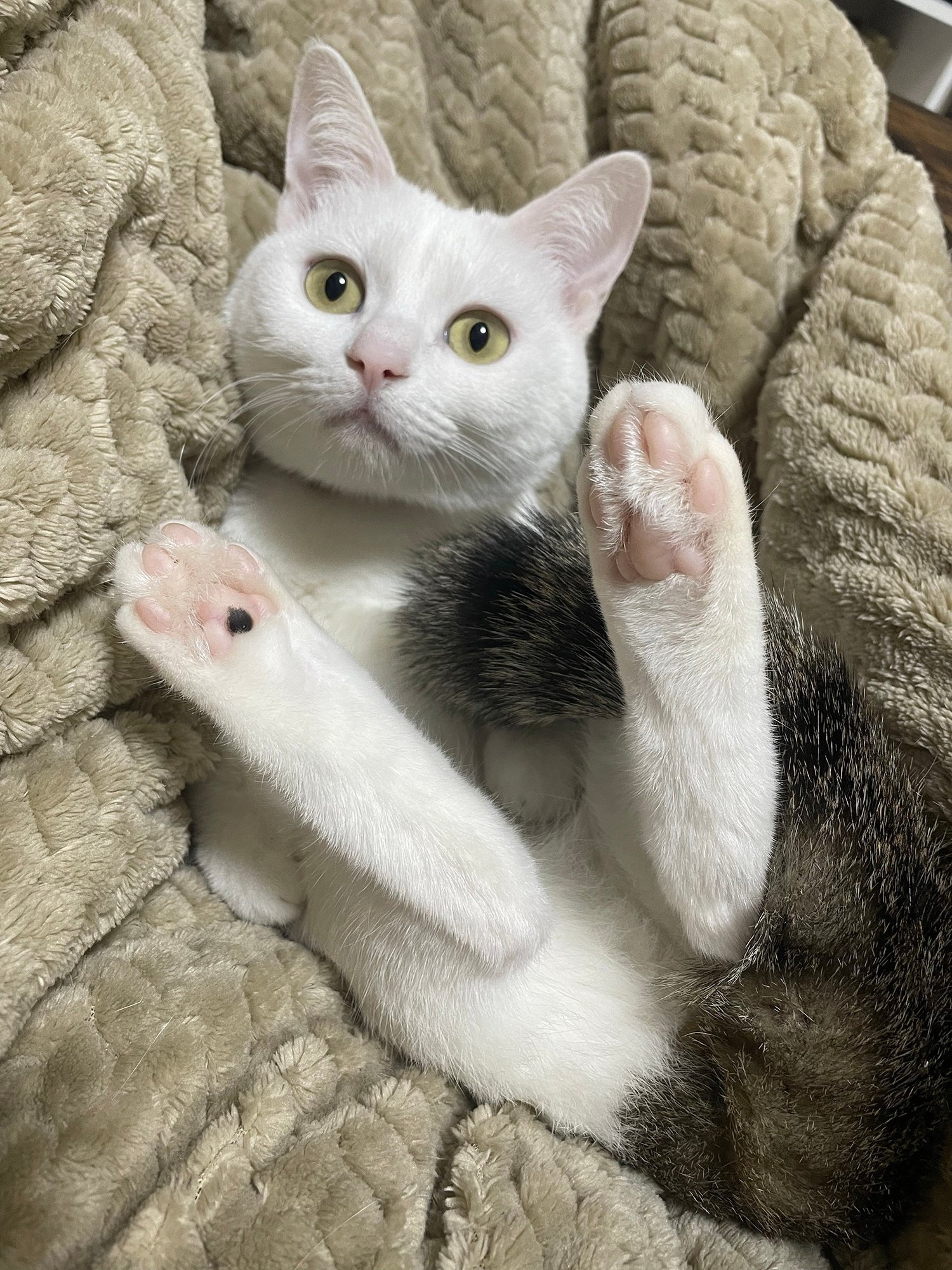 直美ねこ 尾道市立美術館 on X: 