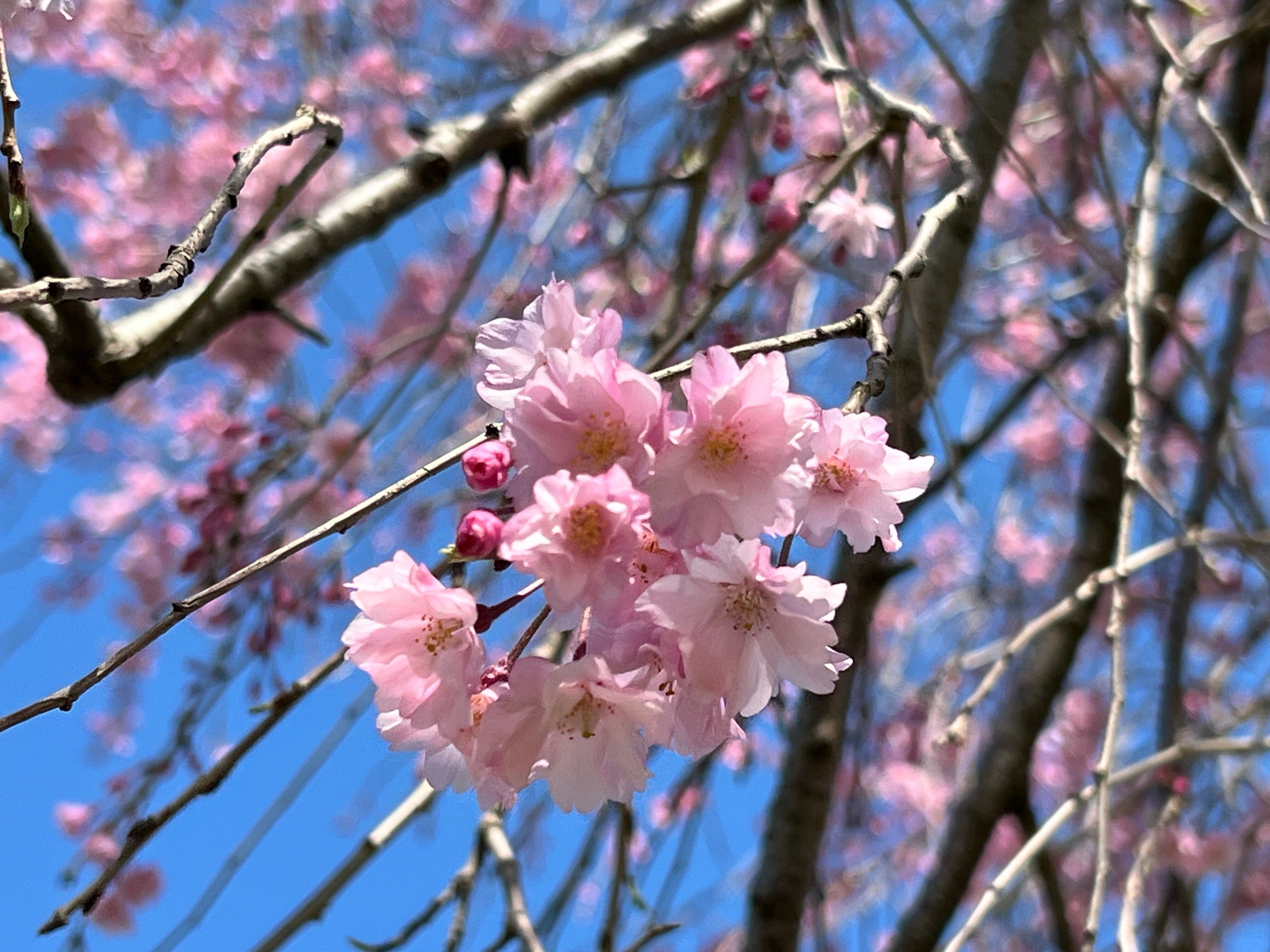 2024.04.10 桜の品種//筑紫桜/長州緋桜/薄墨/八重紅枝垂/舞姫/木
