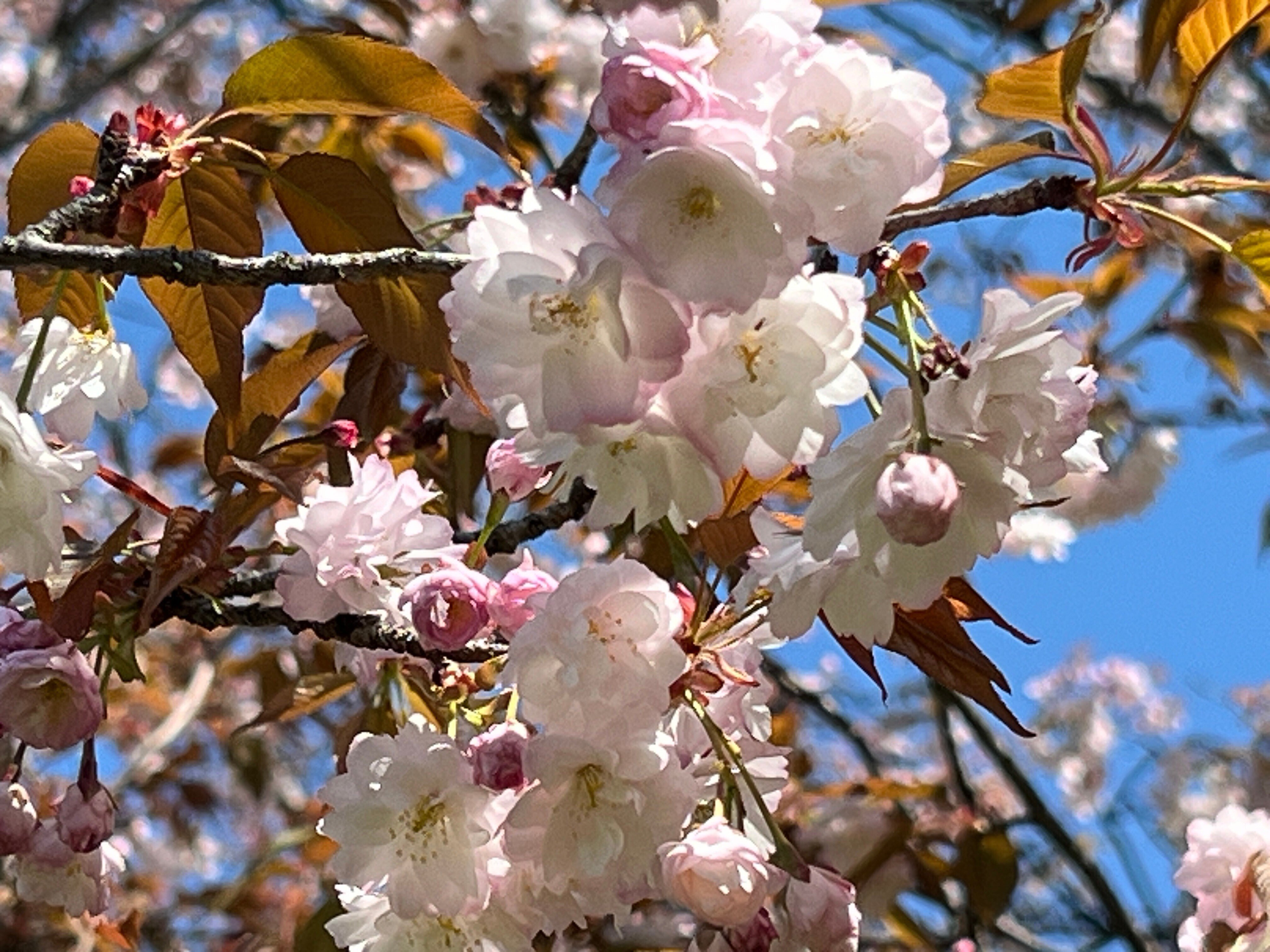 2024.04.10 桜の品種//筑紫桜/長州緋桜/薄墨/八重紅枝垂/舞姫/木