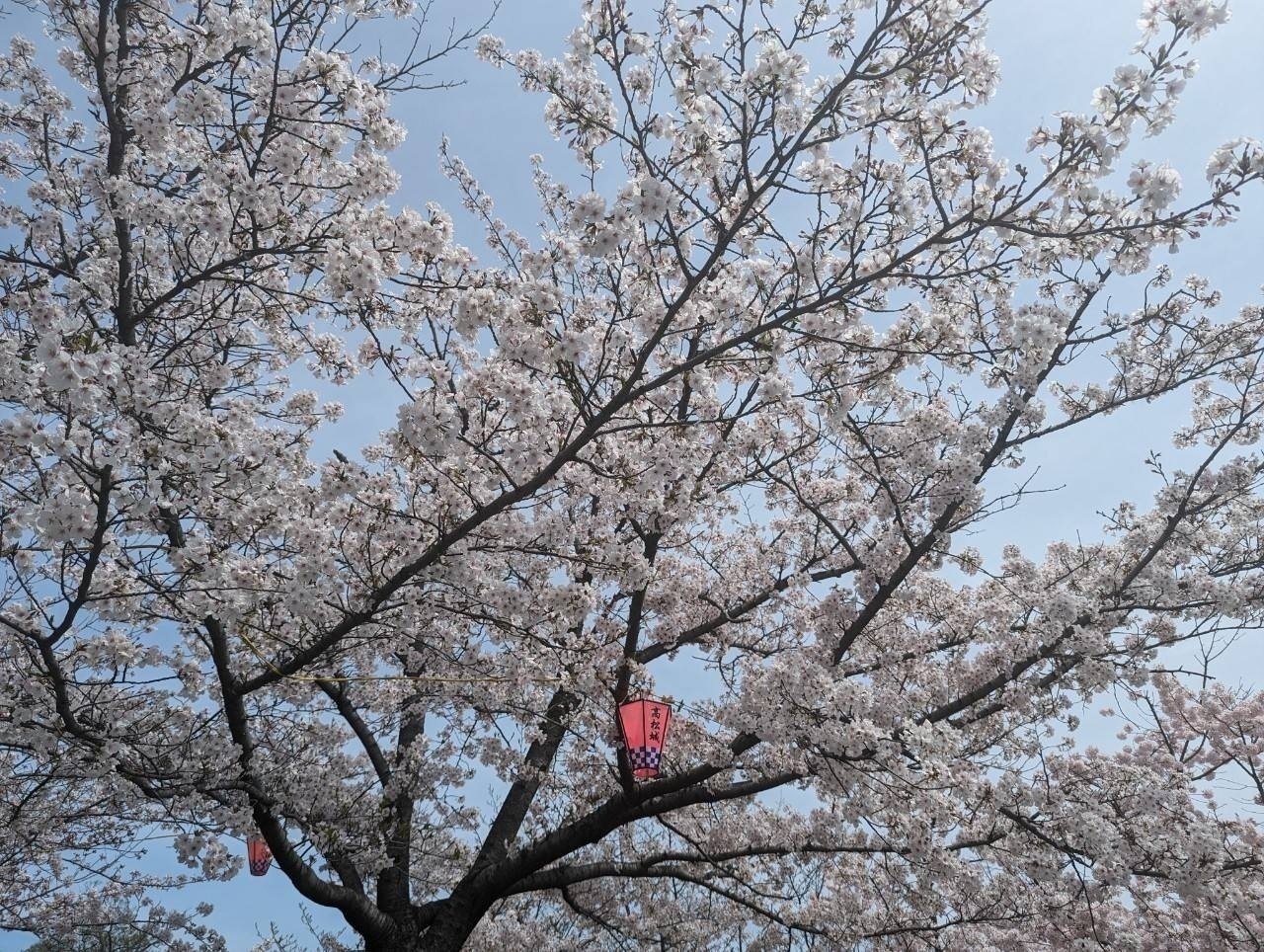 お花見 お花見🌳🌸】新入社員歓迎会もかねてお花見に行ってきました🤗｜東証