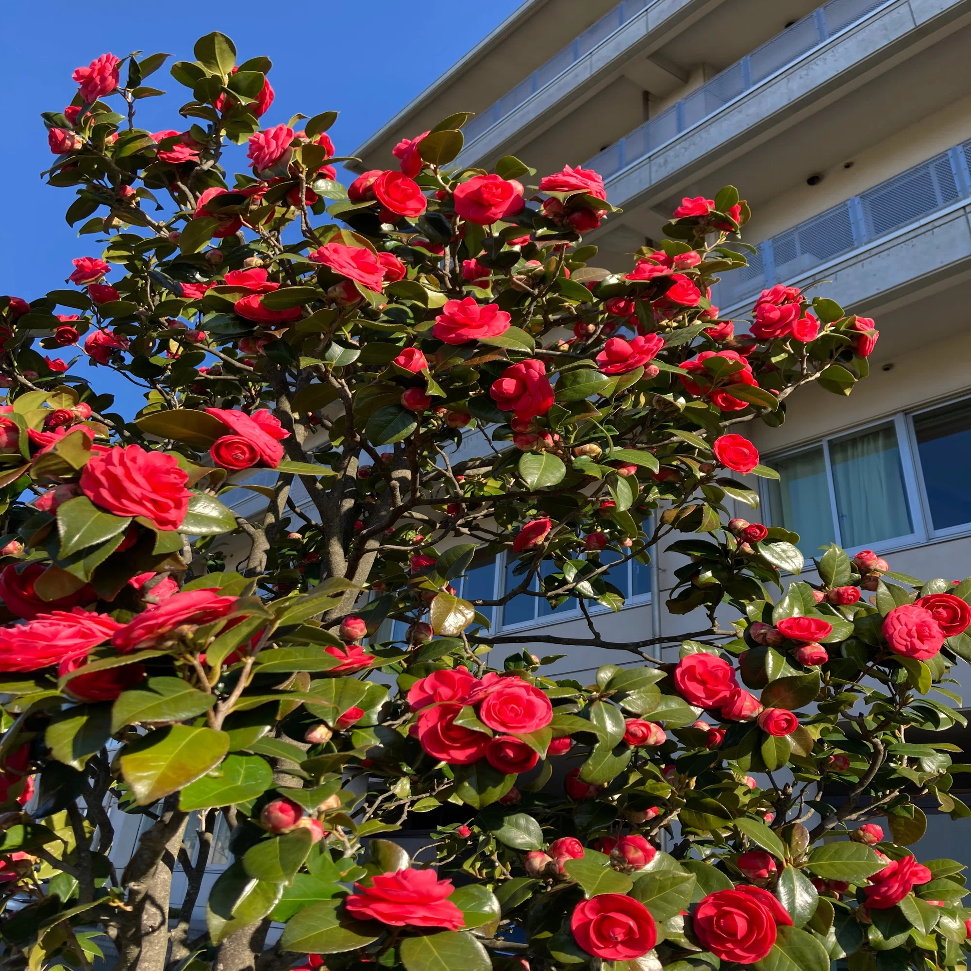 花 椿 盛岡