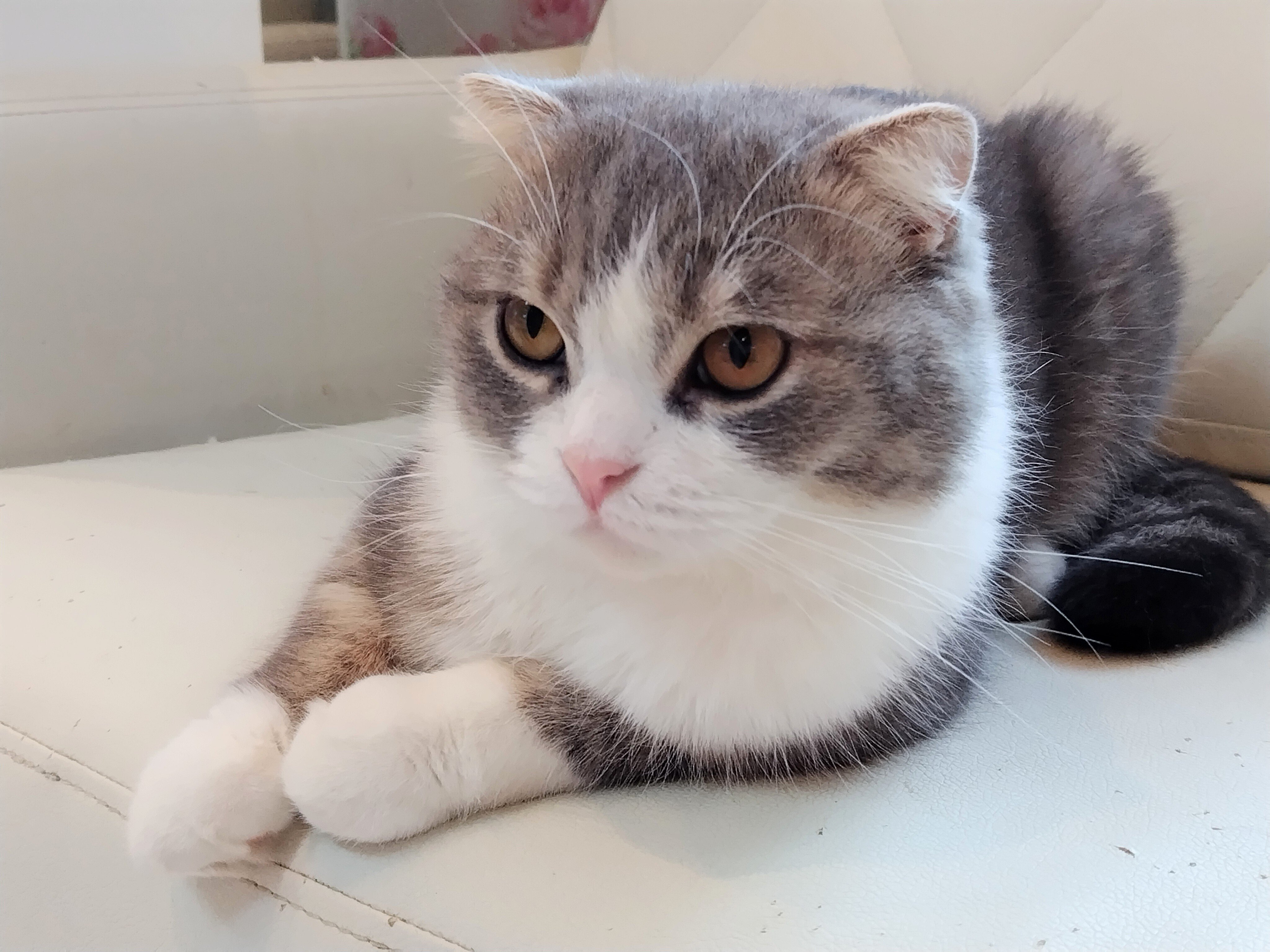 ☆特典12点付き [kashmir] てるみな 東京猫耳巡礼記 1，3-5巻 てるみな 1 | kashmir |本 | 通販 | Amazon