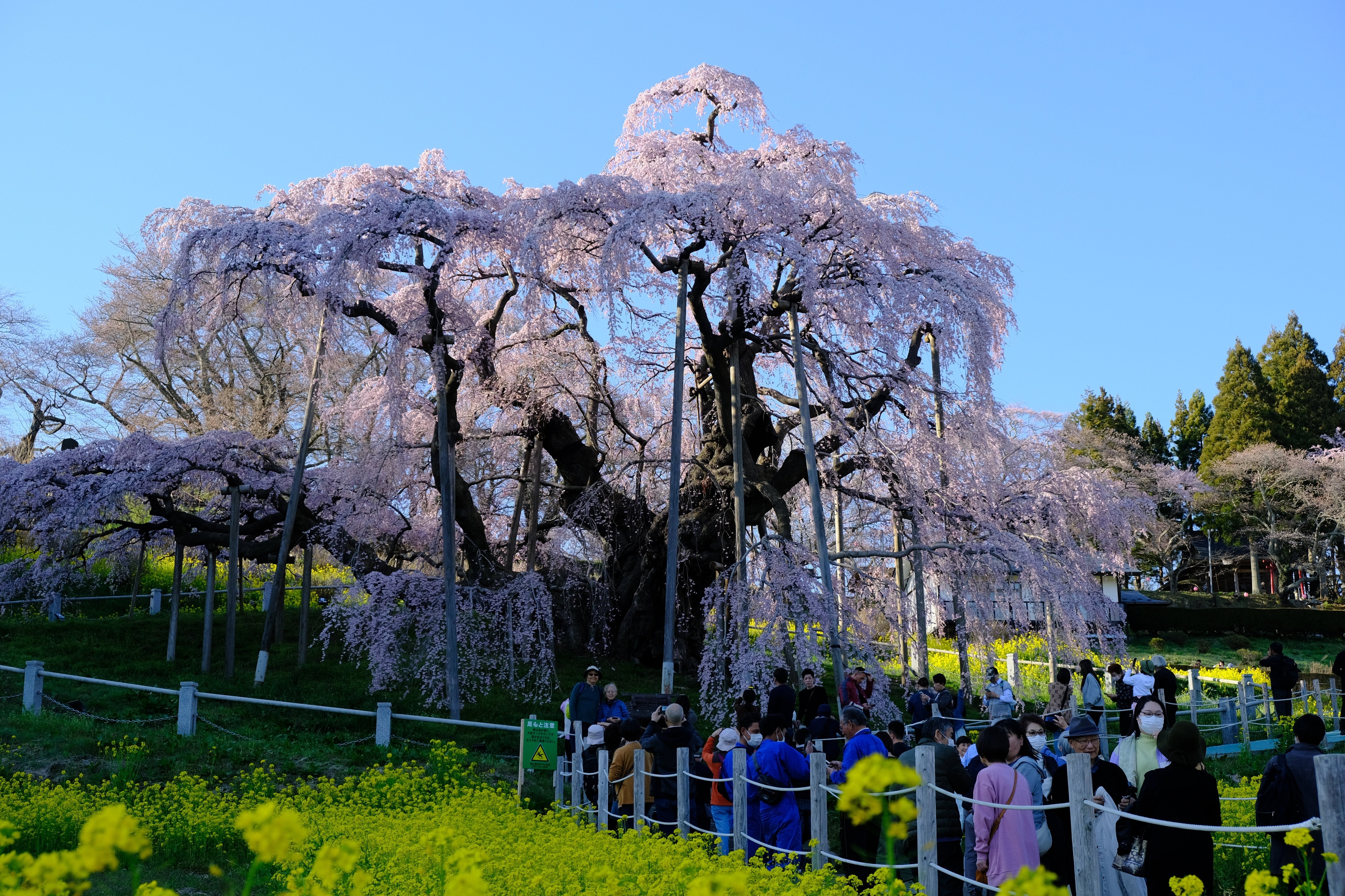 4月10日満開！ 三春滝桜を撮影してきました｜RiverMail 村上 瑞恵