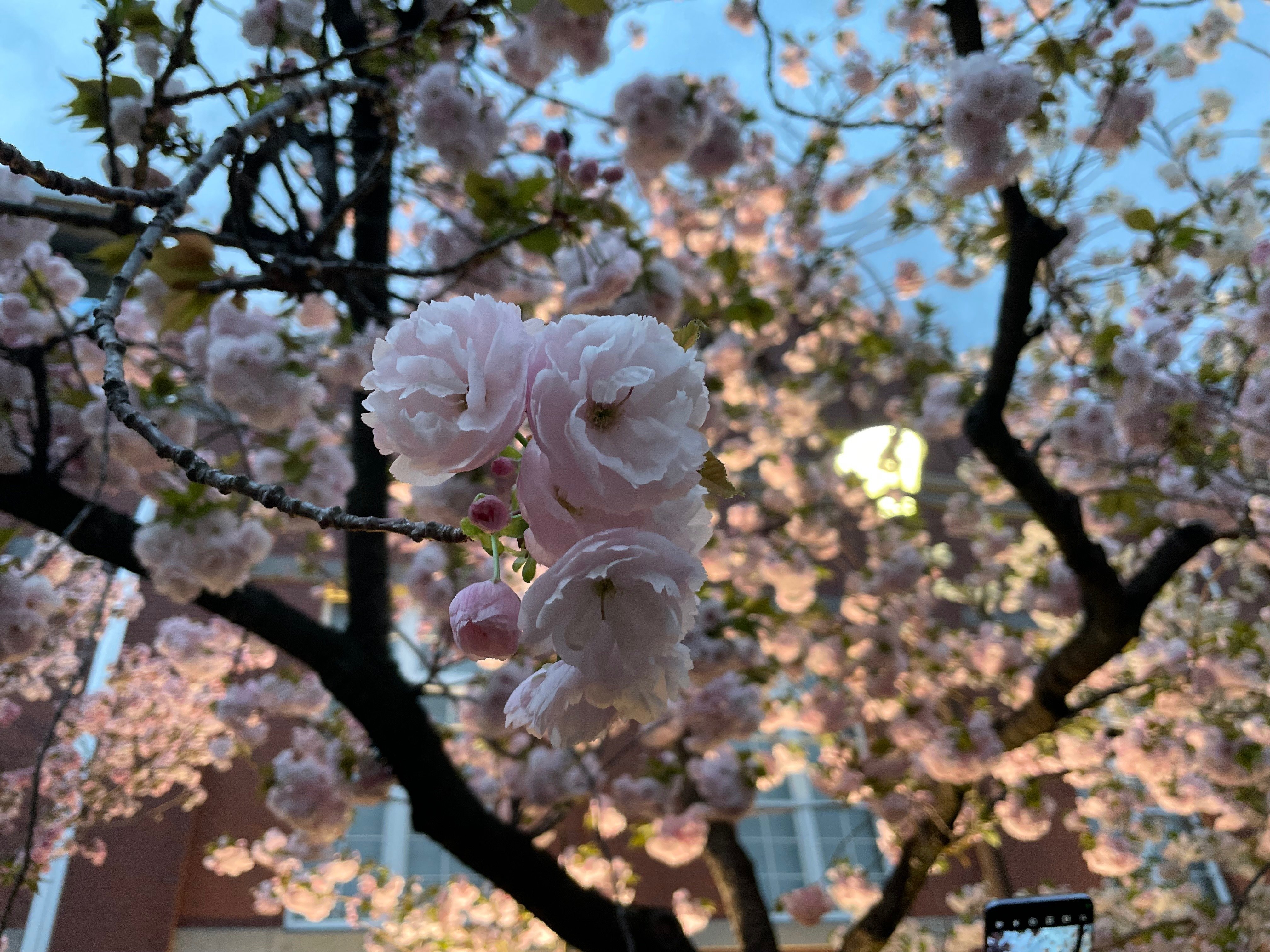 桜の通り抜けH29
