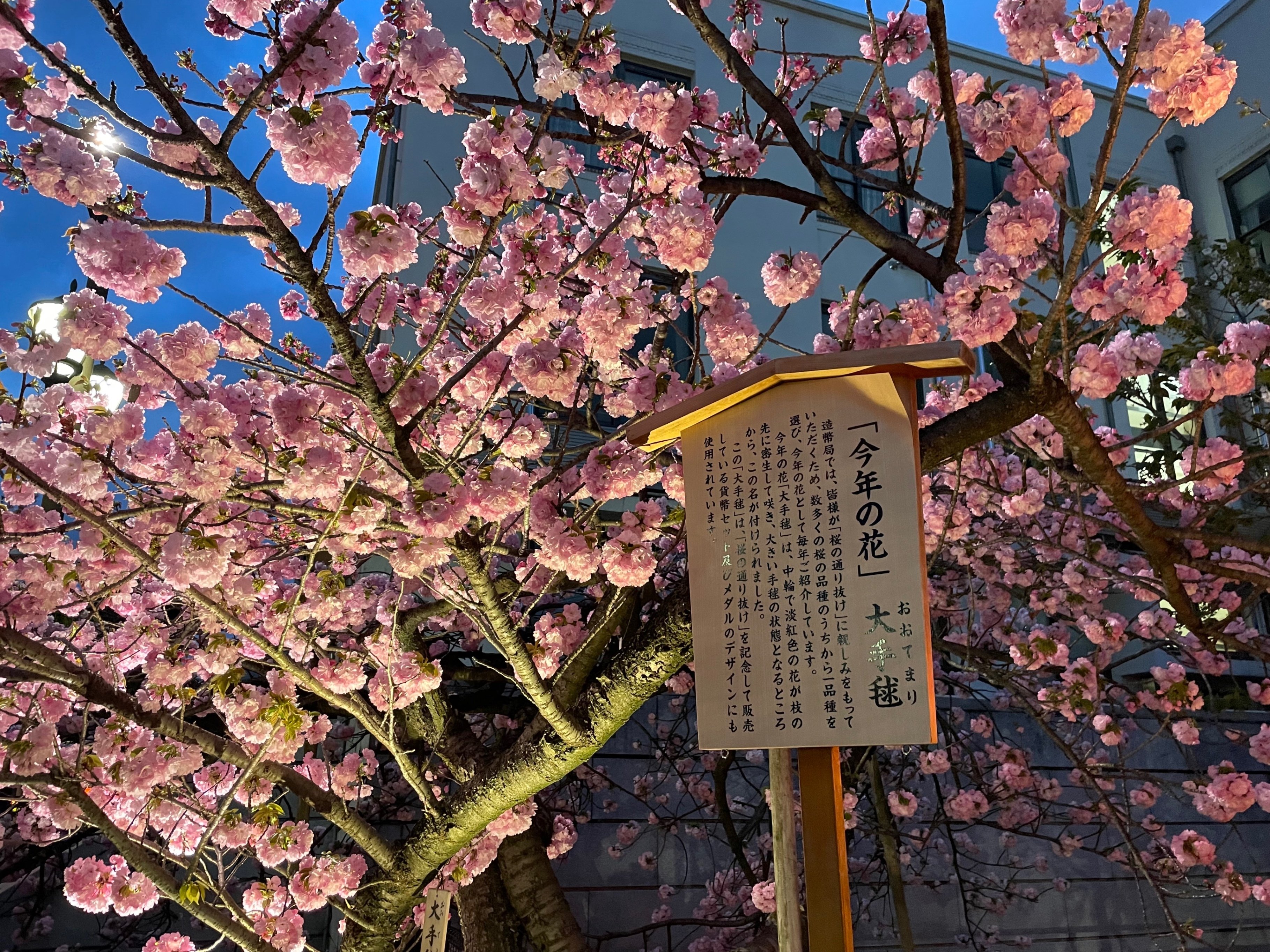 造幣局:桜の通り抜け2024｜八木玲穏