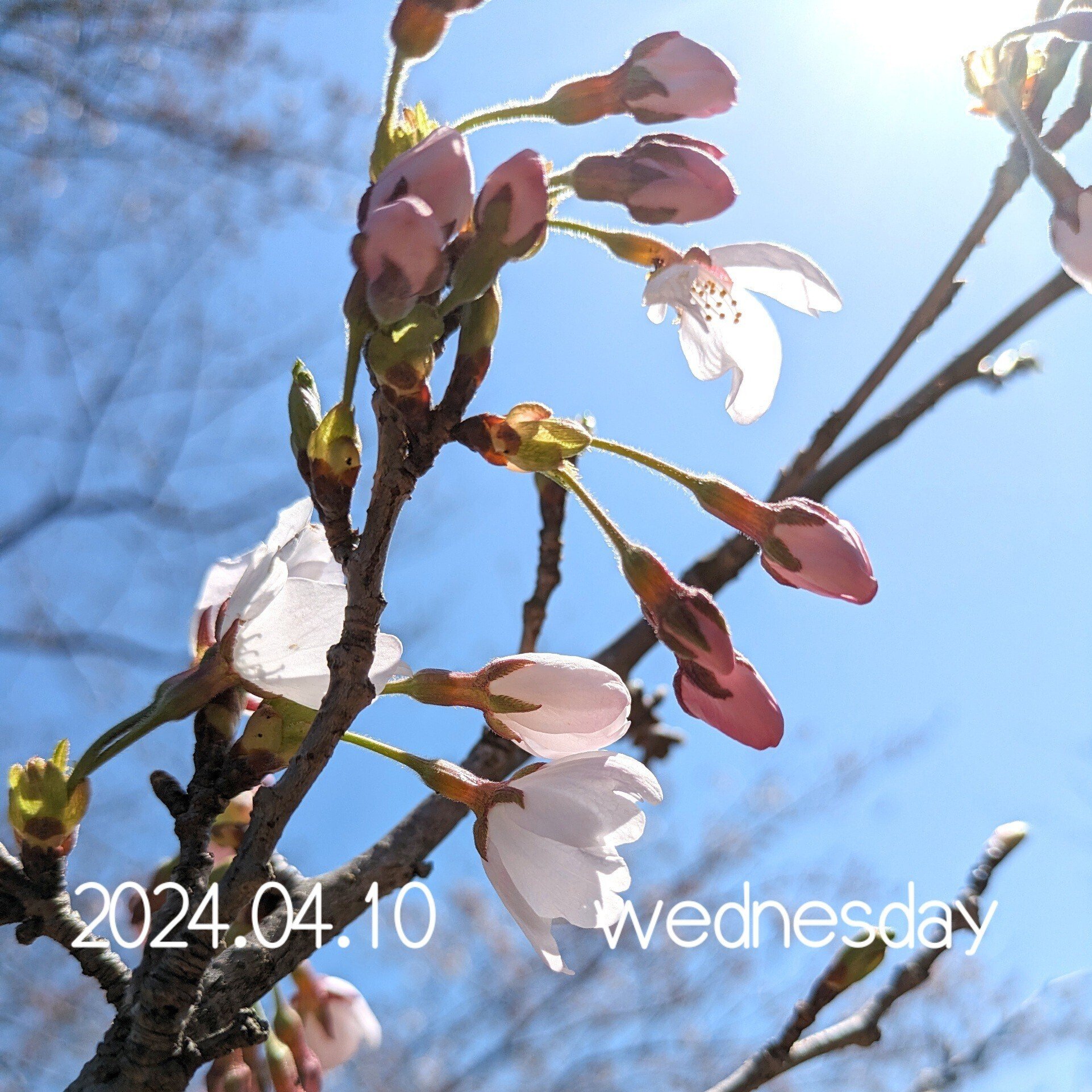 2024年採取 山葡萄の蔓
