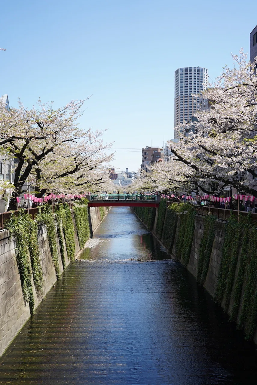 桜舞う目黒川散策｜elly｜写真好きのwebライター