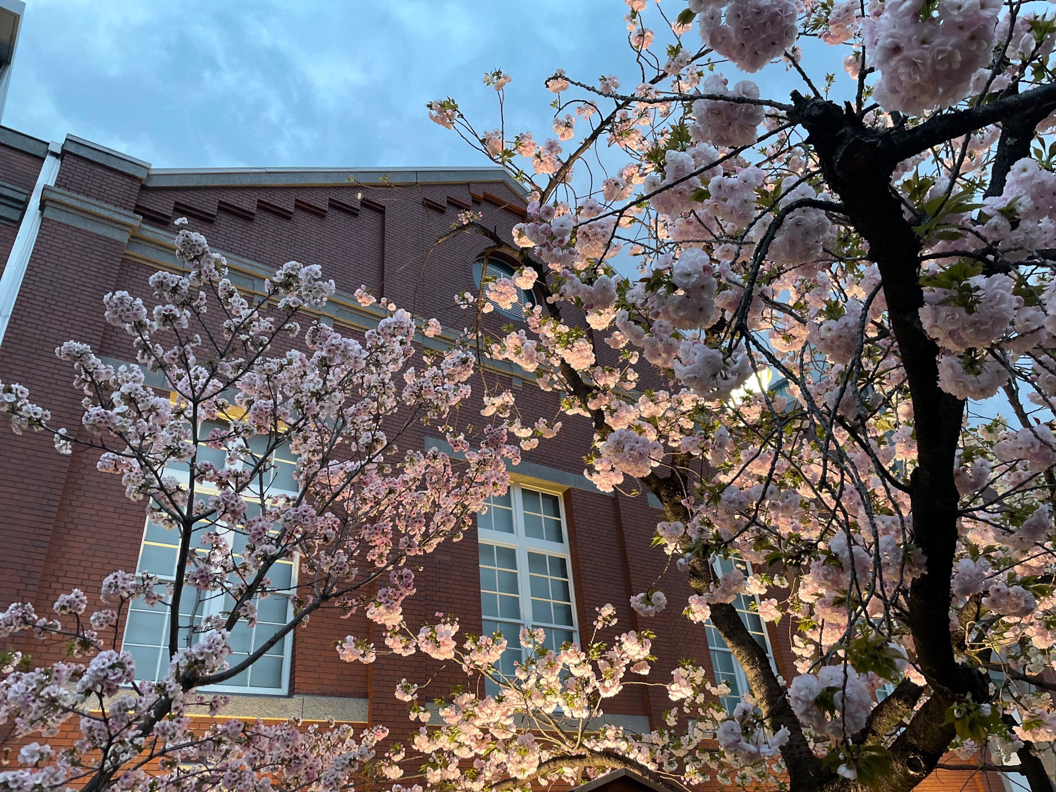 造幣局:桜の通り抜け2024｜八木玲穏