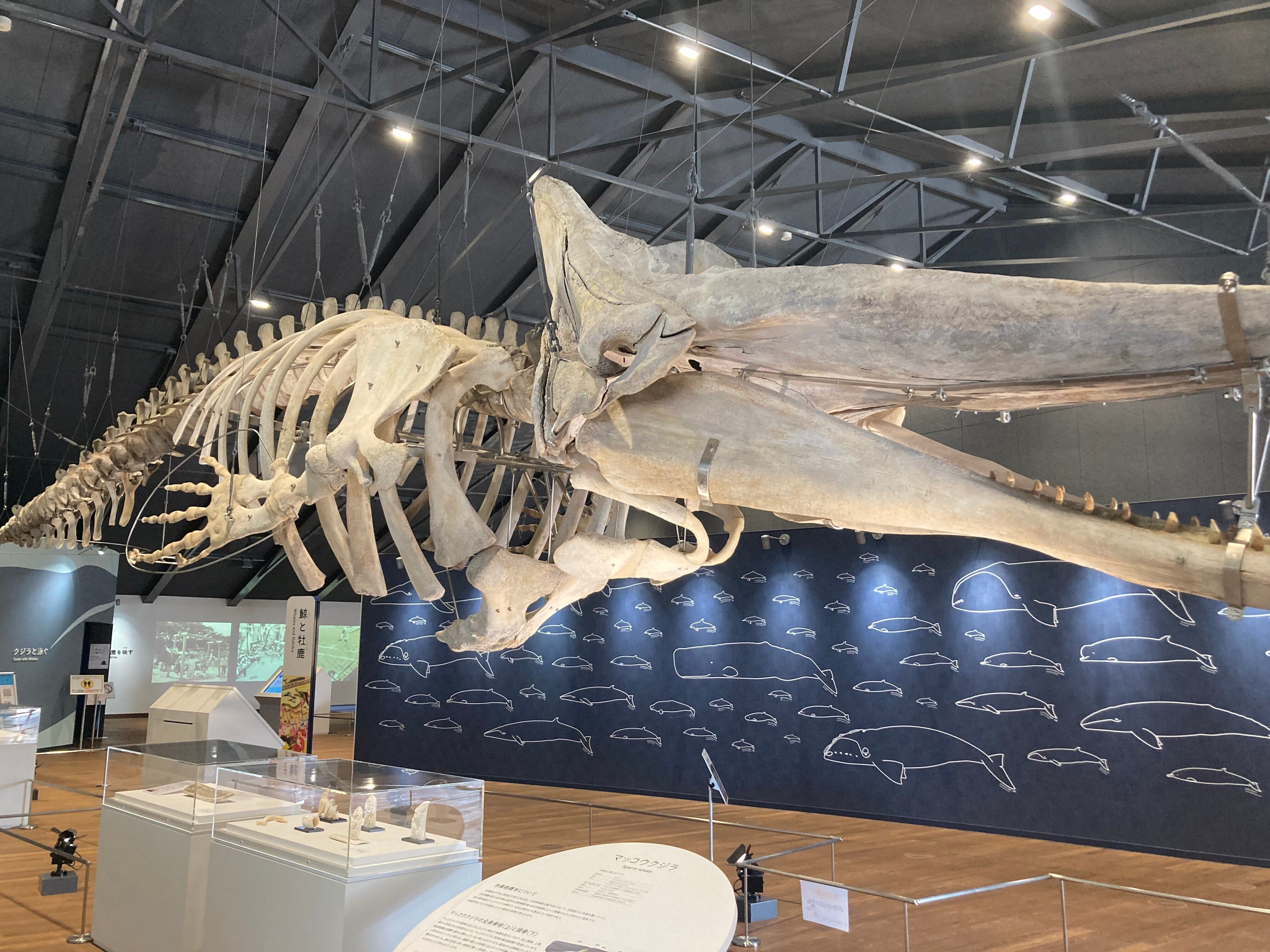 宮城県】石巻で食べつくせ！食と絶景に出会う旅｜Hanako（はなぴき