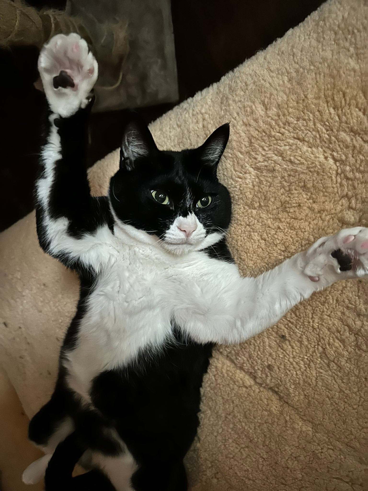 すげえ格好の猫とブルアカ見てる」状況に思わず二度見しそう！変顔で