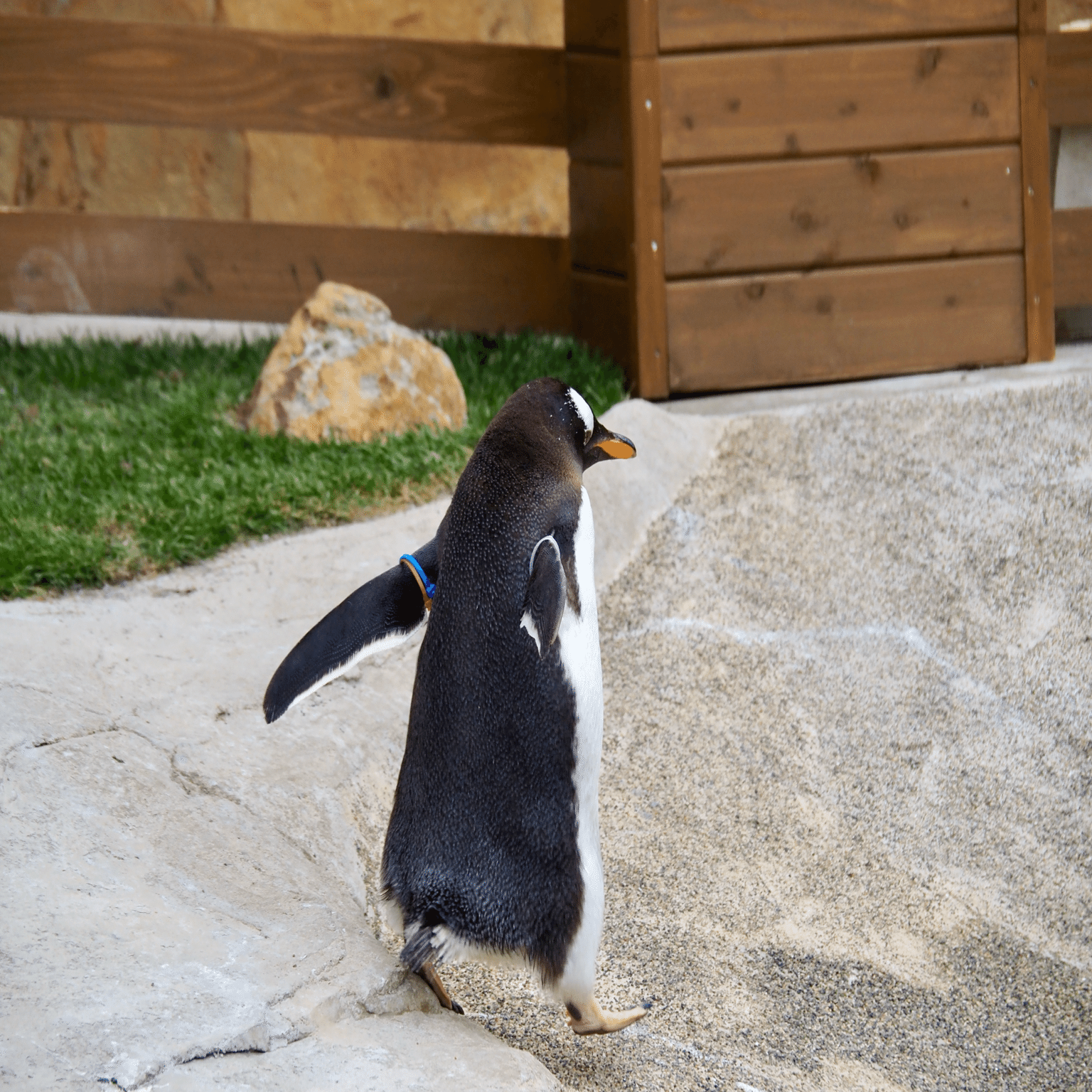 ジェンツーランを開催しました！｜那須どうぶつ王国公式note