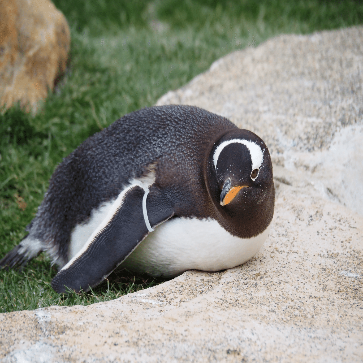 ジェンツーランを開催しました！｜那須どうぶつ王国公式note