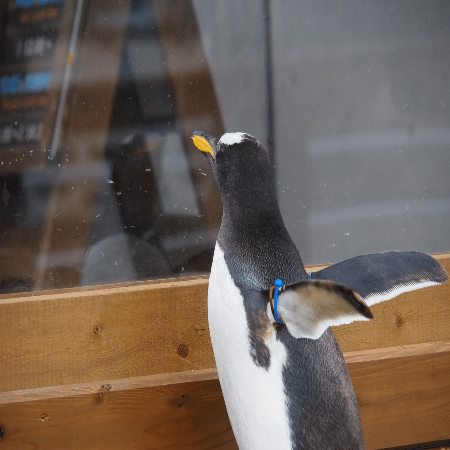 ジェンツーランを開催しました！｜那須どうぶつ王国公式note