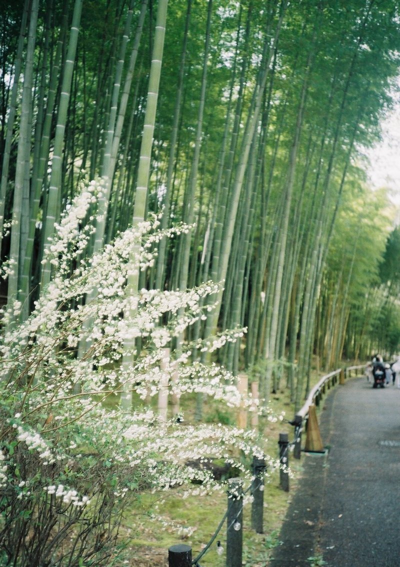 KONICA C35 Flash Maticの撮影見本　その①　撮影場所は名古屋市の東山動植物園の植物園です。ユキヤナギ越しの１枚をパチリ✨　植物園内にはいろんな種類の竹が植えられています。いつでもパンダ🐼をお迎えする準備はできております😊