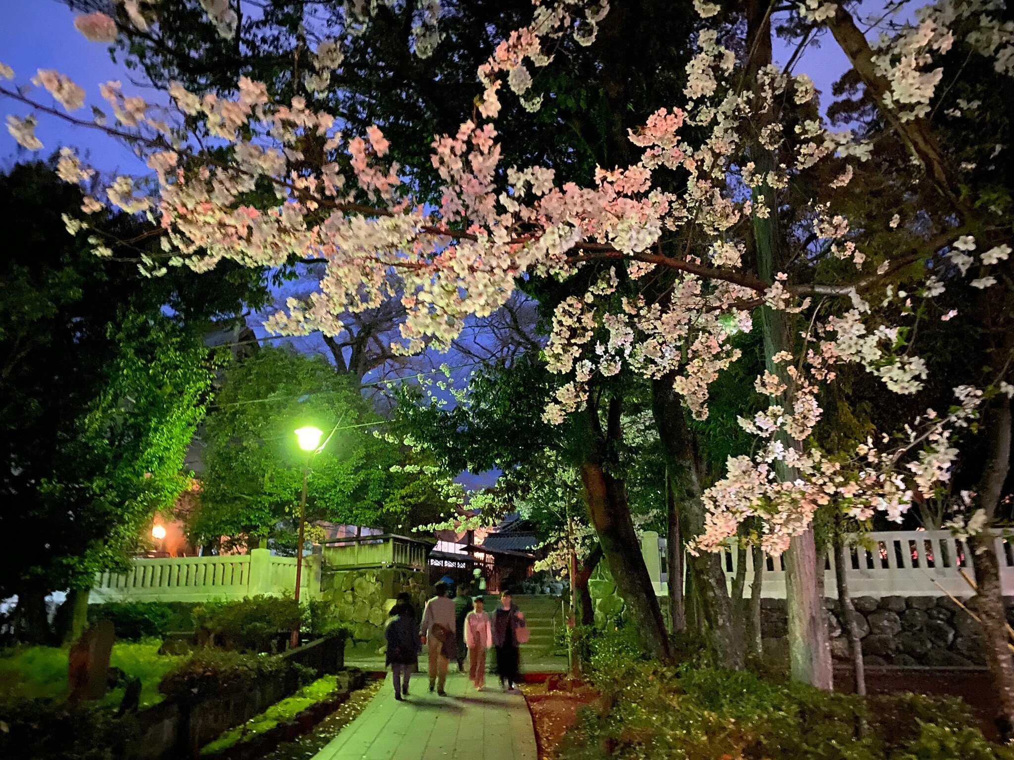 406 三嶋大社夜桜ウォーク｜ミヤコカエデ（Miyako Kaede)